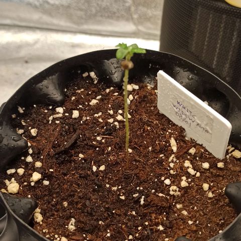 White Widow Automatic #1 growlog photo: Lux: 7000
25% light intensity (lumatek Attis 300w Pro)


