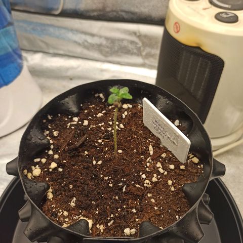 White Widow Automatic #1 growlog photo: Lux: 7000
25% light intensity (lumatek Attis 300w Pro)

