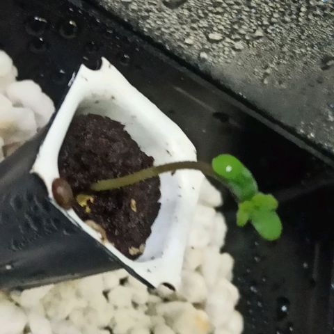 White Widow Automatic #2 growlog timeline photo