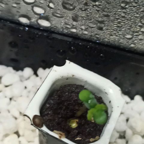 White Widow Automatic #2 growlog timeline photo
