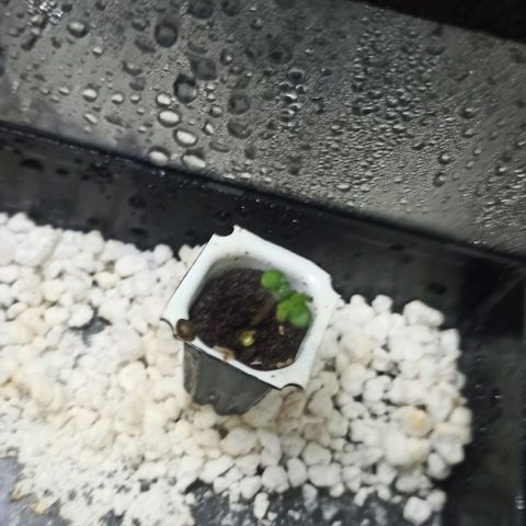 White Widow Automatic #2 growlog timeline photo