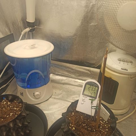 White Widow Automatic #1 growlog timeline photo