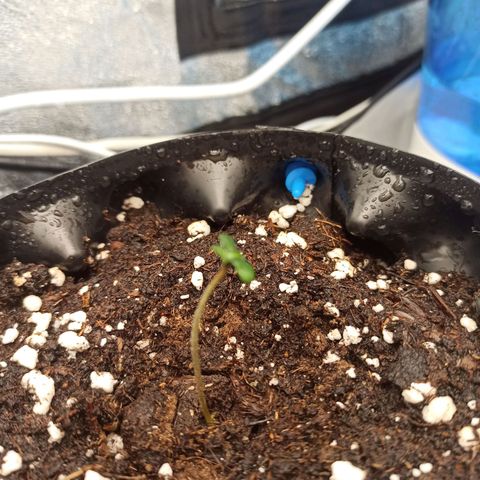 White Widow Automatic #2 growlog timeline photo