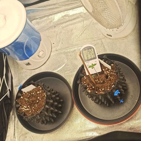 White Widow Automatic #1 growlog timeline photo