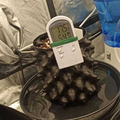 White Widow Automatic #1 growlog timeline photo