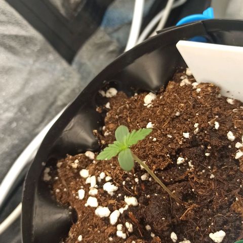 White Widow Automatic #2 growlog timeline photo