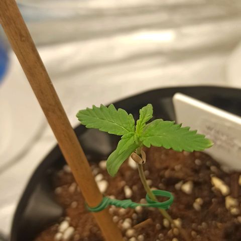 White Widow Automatic #1 growlog timeline photo