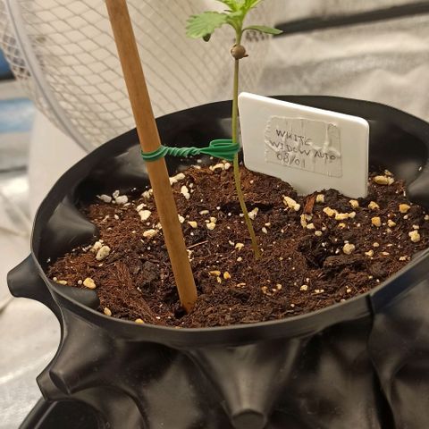 White Widow Automatic #1 growlog timeline photo