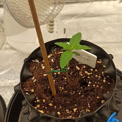 White Widow Automatic #1 growlog timeline photo