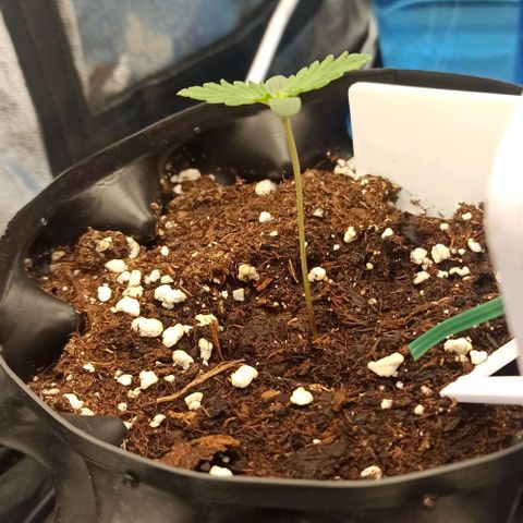 White Widow Automatic #2 growlog timeline photo