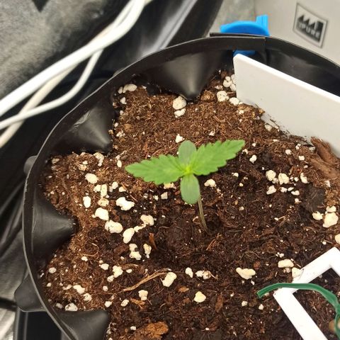 White Widow Automatic #2 growlog timeline photo