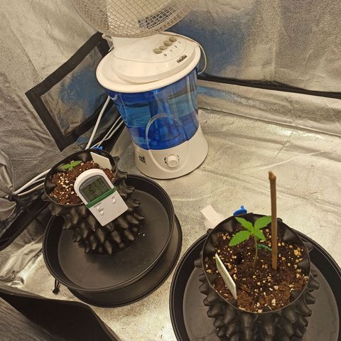 White Widow Automatic #1 growlog photo: Vpd 0.92