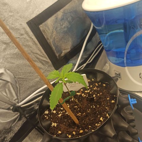 White Widow Automatic #1 growlog timeline photo