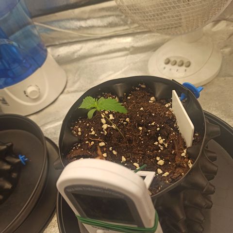 White Widow Automatic #2 growlog timeline photo