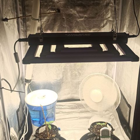 Sweet ZZ growlog timeline photo