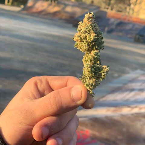 Sweet ZZ growlog photo: Bom fumo, evitar tossir pois quando começar vai demorar a passar.
A minha nota pessoal a nível:
-planta resistente a temperaturas e humidades medianamente controladas
-efeito um pouco pesado que nos prende ao sofá, bom para finalizar um dia
-cheiro pesado, atenção ao armazenamento e transporte.