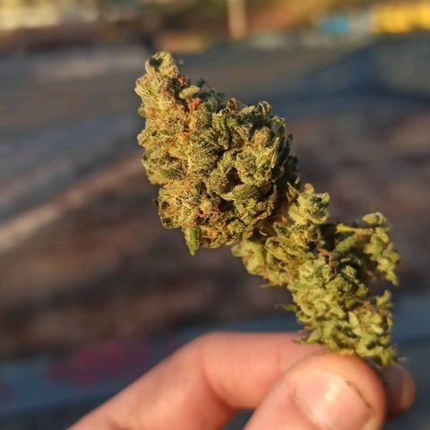 Sweet ZZ growlog photo: Bom fumo, evitar tossir pois quando começar vai demorar a passar.
A minha nota pessoal a nível:
-planta resistente a temperaturas e humidades medianamente controladas
-efeito um pouco pesado que nos prende ao sofá, bom para finalizar um dia
-cheiro pesado, atenção ao armazenamento e transporte.