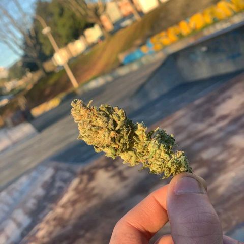 Sweet ZZ growlog photo: Bom fumo, evitar tossir pois quando começar vai demorar a passar.
A minha nota pessoal a nível:
-planta resistente a temperaturas e humidades medianamente controladas
-efeito um pouco pesado que nos prende ao sofá, bom para finalizar um dia
-cheiro pesado, atenção ao armazenamento e transporte.