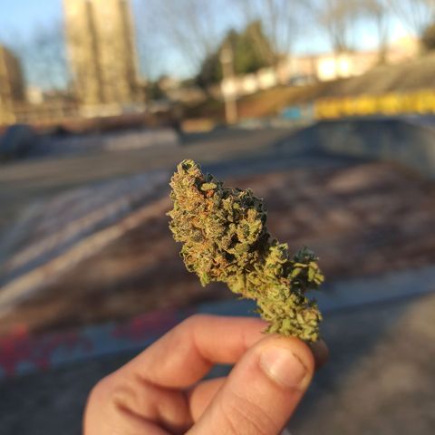 Sweet ZZ growlog photo: Bom fumo, evitar tossir pois quando começar vai demorar a passar.
A minha nota pessoal a nível:
-planta resistente a temperaturas e humidades medianamente controladas
-efeito um pouco pesado que nos prende ao sofá, bom para finalizar um dia
-cheiro pesado, atenção ao armazenamento e transporte.