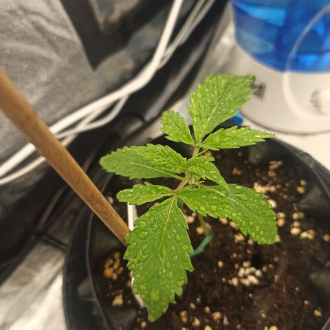 White Widow Automatic #1 growlog timeline photo