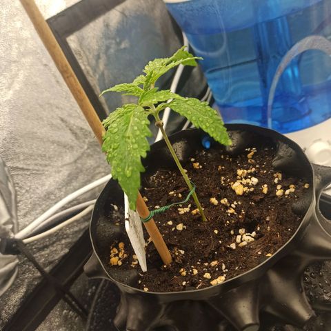 White Widow Automatic #1 growlog timeline photo