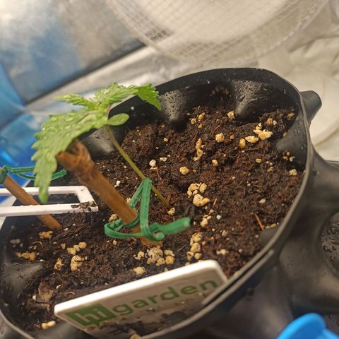 White Widow Automatic #2 growlog timeline photo