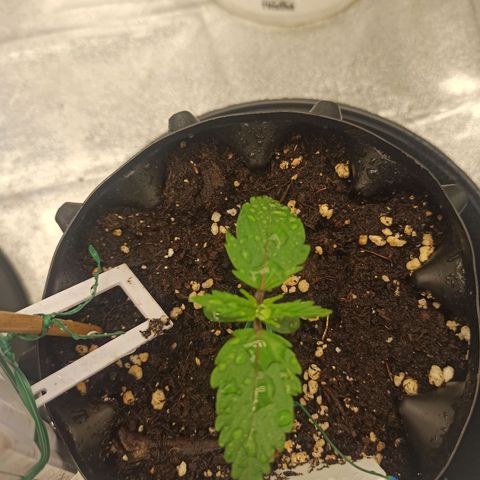 White Widow Automatic #2 growlog timeline photo