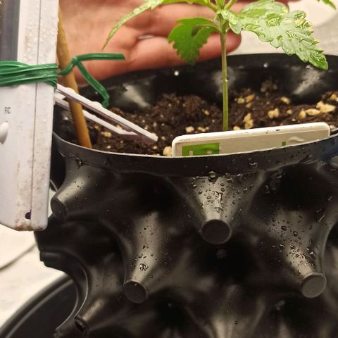 White Widow Automatic #2 growlog timeline photo
