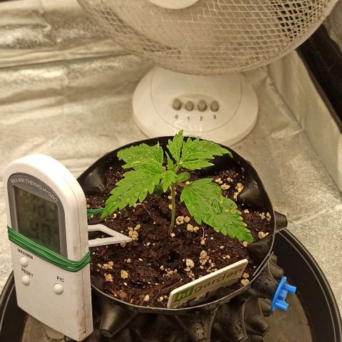 White Widow Automatic #2 growlog timeline photo