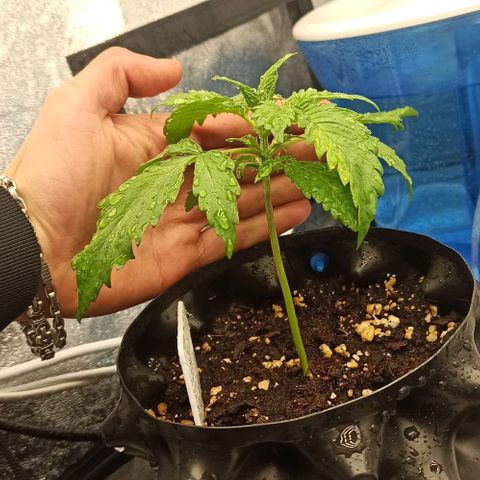White Widow Automatic #1 growlog timeline photo