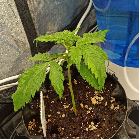 White Widow Automatic #1 growlog timeline photo