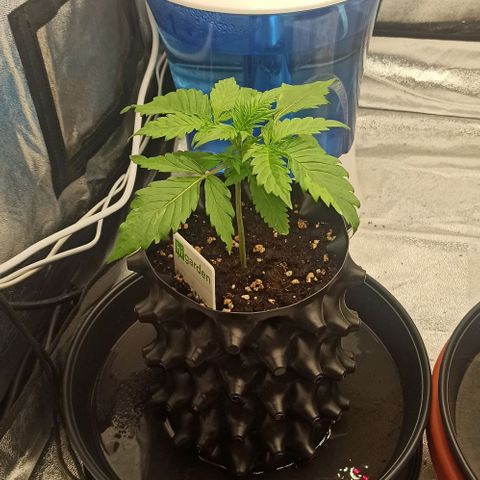 White Widow Automatic #1 growlog photo: DLI: 30
Veg Week 2 