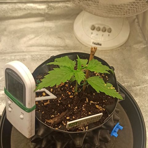 White Widow Automatic #2 growlog photo: DLI: 30 (aconselhado 26)
Veg week 1
Ligeira queimadura numa folha, regar mais frequentemente