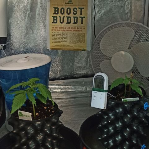 White Widow Automatic #1 growlog photo: Adição de CO2  para as plantas, na sua fotossíntese, consigam absorver mais luz 