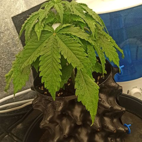 White Widow Automatic #1 growlog timeline photo