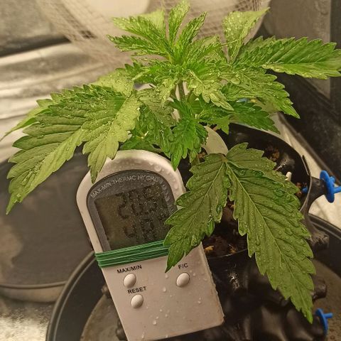 White Widow Automatic #2 growlog timeline photo