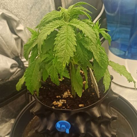 White Widow Automatic #1 growlog timeline photo