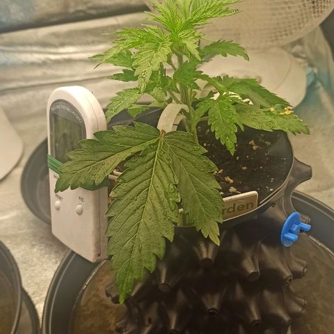 White Widow Automatic #2 growlog timeline photo