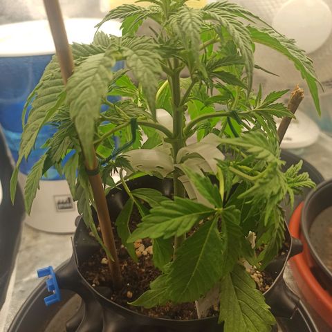White Widow Automatic #1 growlog timeline photo