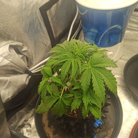 White Widow Automatic #1 growlog timeline photo