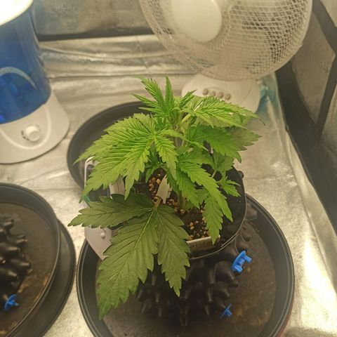 White Widow Automatic #2 growlog timeline photo