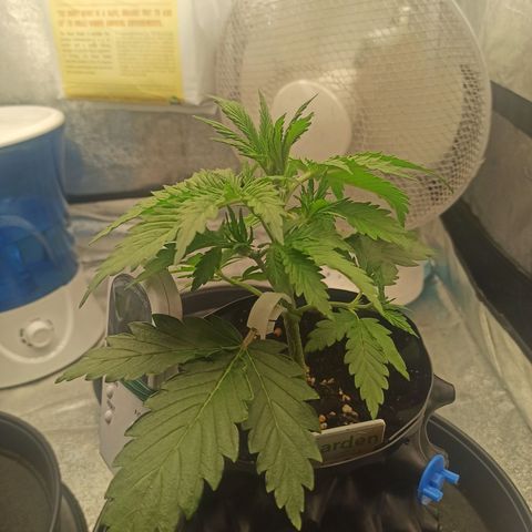 White Widow Automatic #2 growlog timeline photo