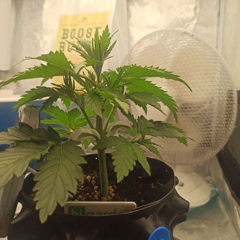 White Widow Automatic #2 growlog timeline photo