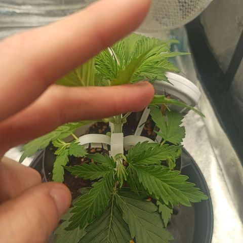 White Widow Automatic #2 growlog timeline photo