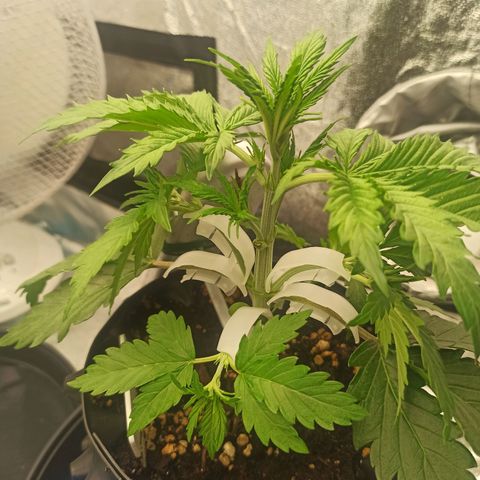 White Widow Automatic #2 growlog timeline photo