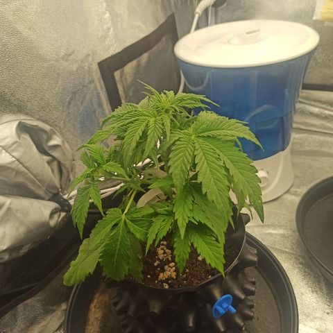 White Widow Automatic #1 growlog timeline photo