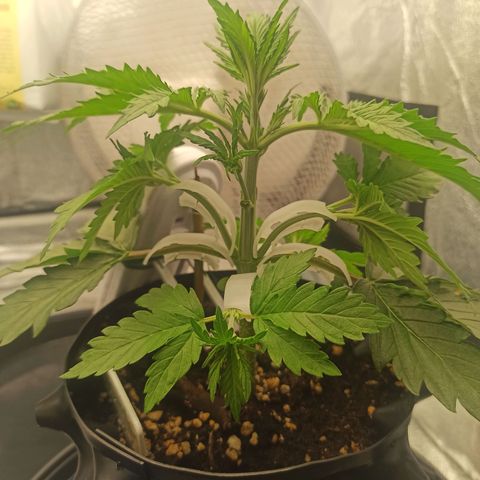 White Widow Automatic #2 growlog timeline photo