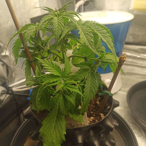 White Widow Automatic #1 growlog timeline photo