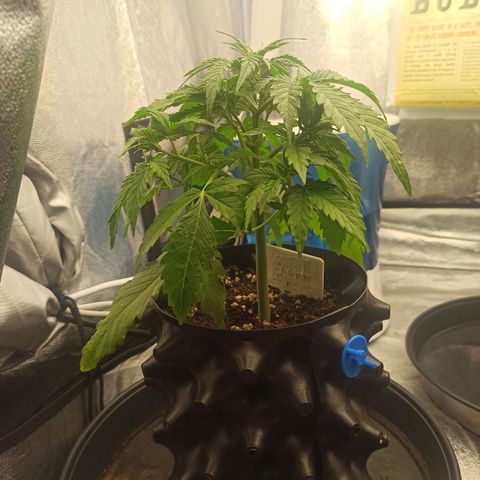 White Widow Automatic #1 growlog timeline photo