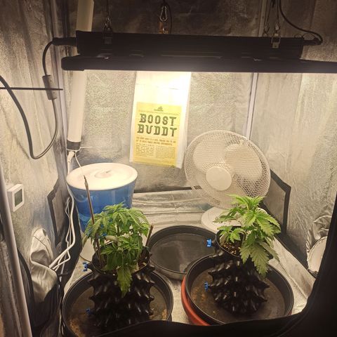 White Widow Automatic #1 growlog timeline photo